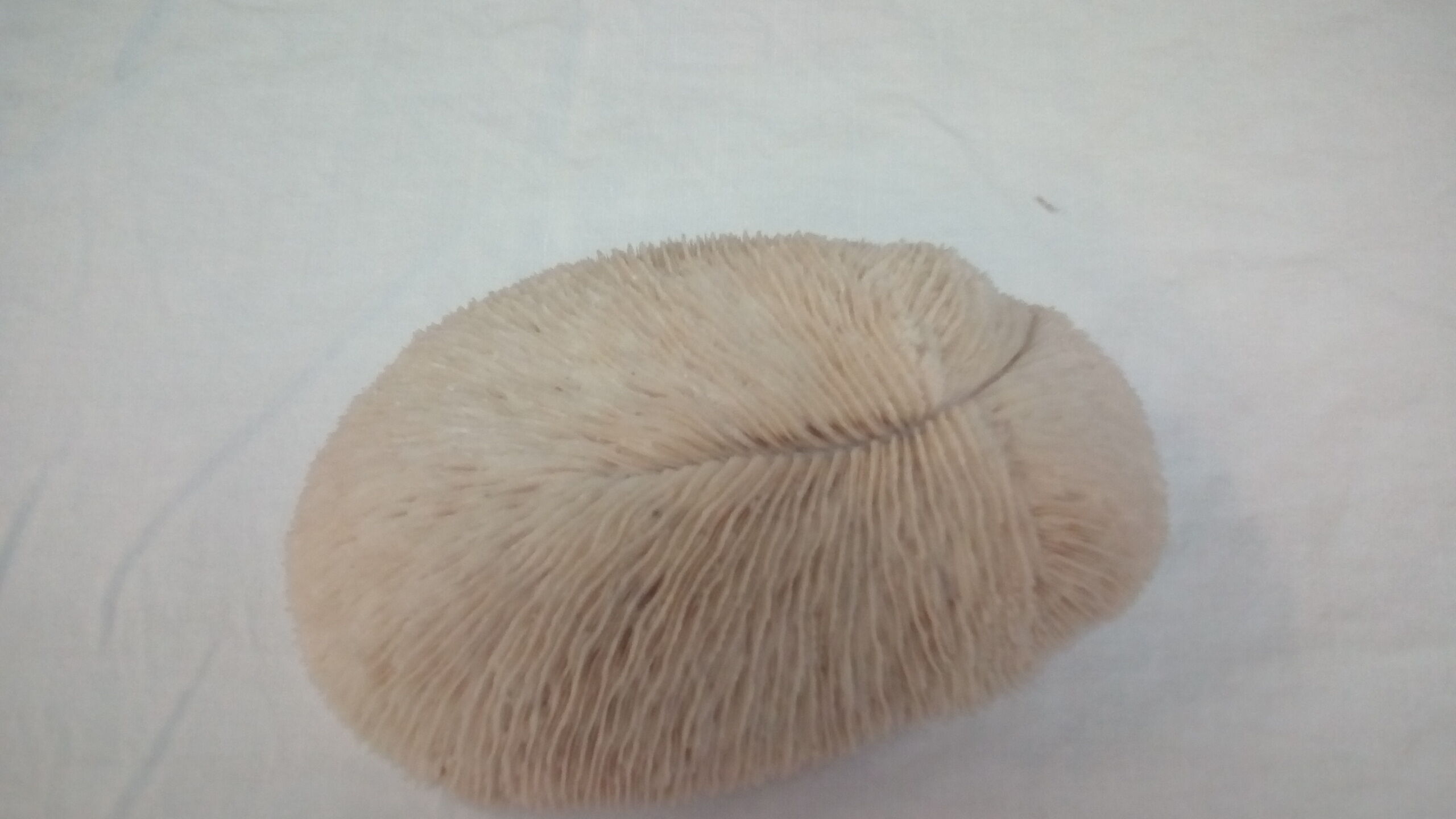 White coral shark cushion