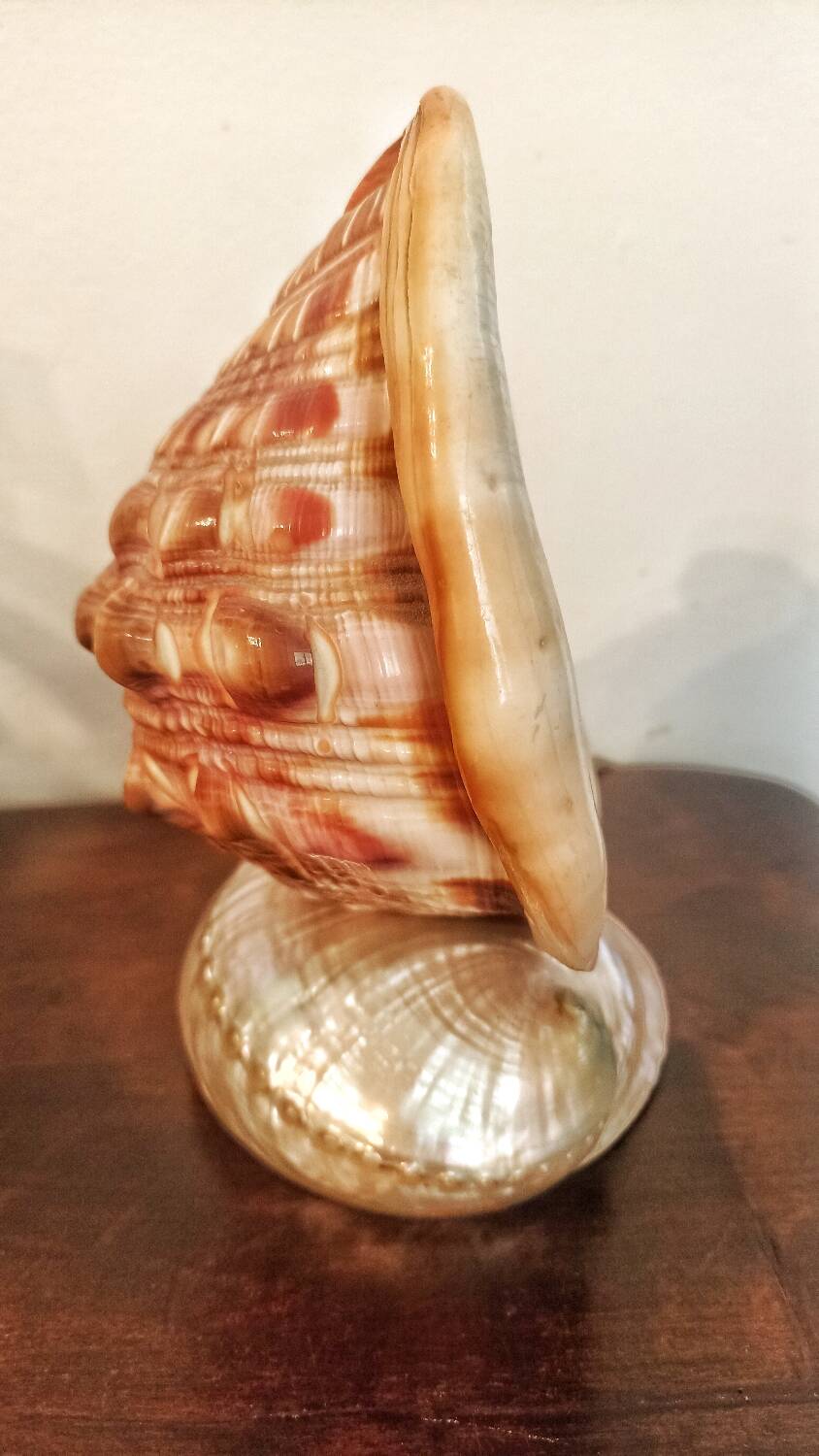 Shell lamp