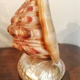 Shell lamp