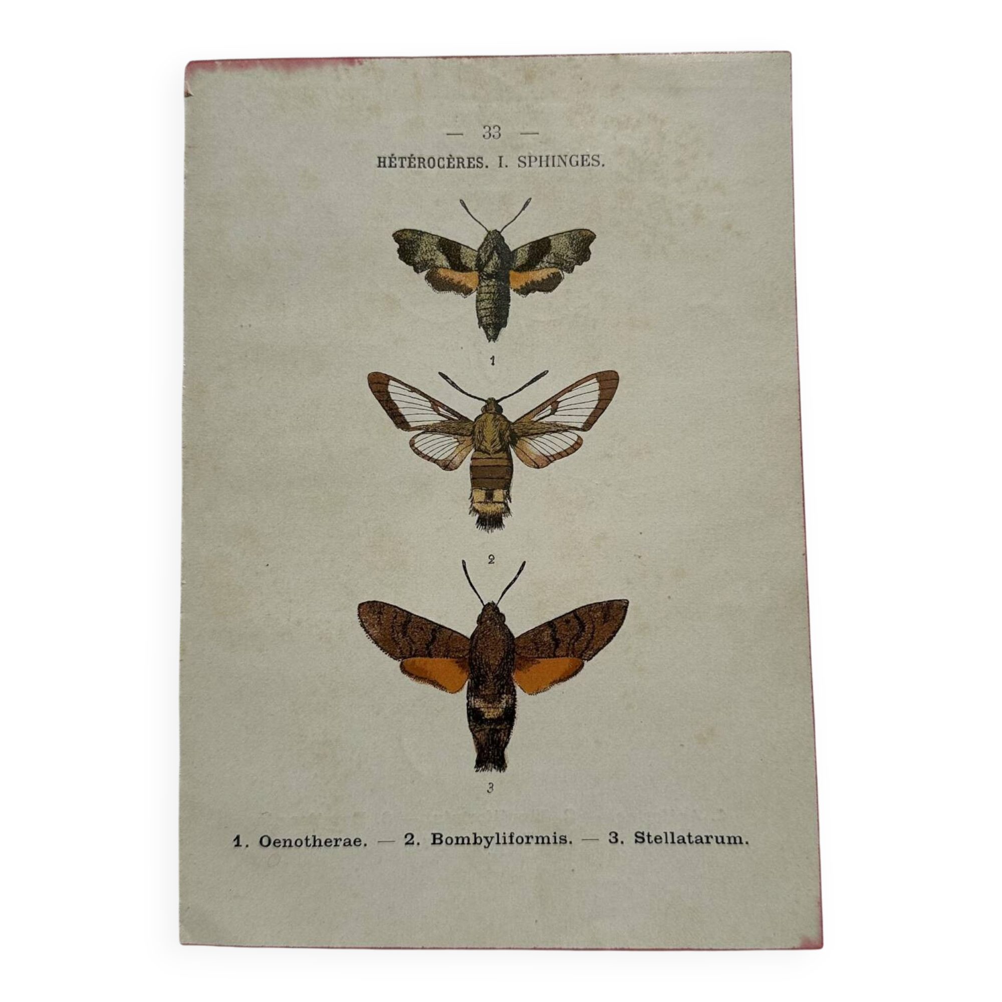 Gravure botanique papillons double face planche naturaliste Eau forte