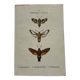 Gravure botanique papillons double face planche naturaliste Eau forte