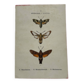 Gravure botanique papillons double face planche naturaliste Eau forte