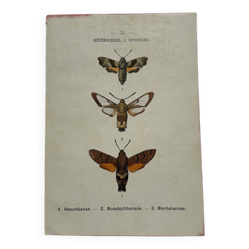 Gravure botanique papillons double face planche naturaliste Eau forte