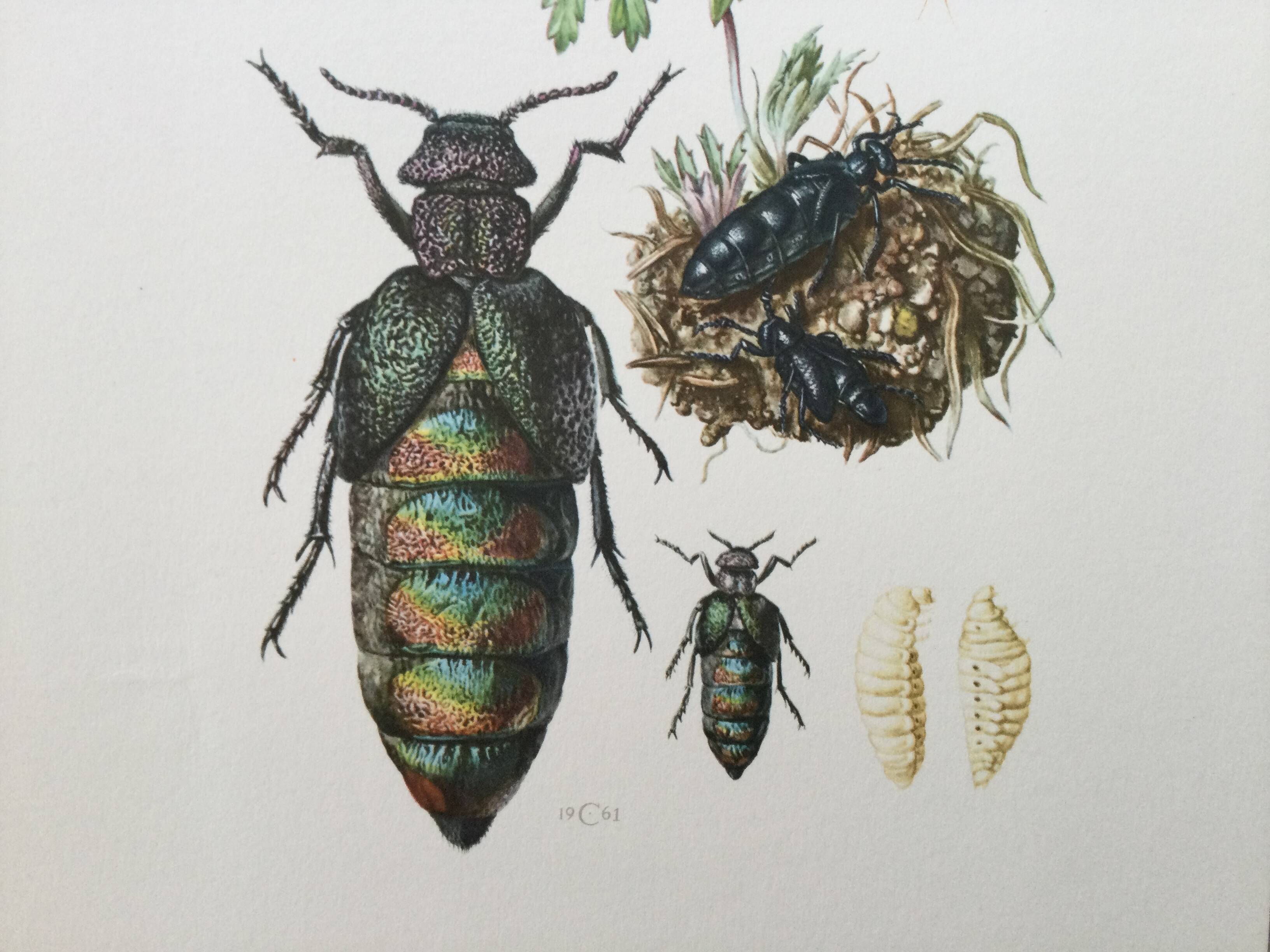 Antique illustration of insects, vintage print from the 60s