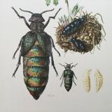Antique illustration of insects, vintage print from the 60s