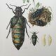 Illustration ancienne Insectes, impression vintage années 60