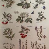 Set of 2 illustrated plates on digestive and aromatic plants of 1952