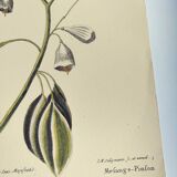 Old bird engraving - Chickadee - Zoological plate by Seligmann & Catesby. 1973