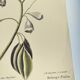 Old bird engraving - Chickadee - Zoological plate by Seligmann & Catesby. 1973
