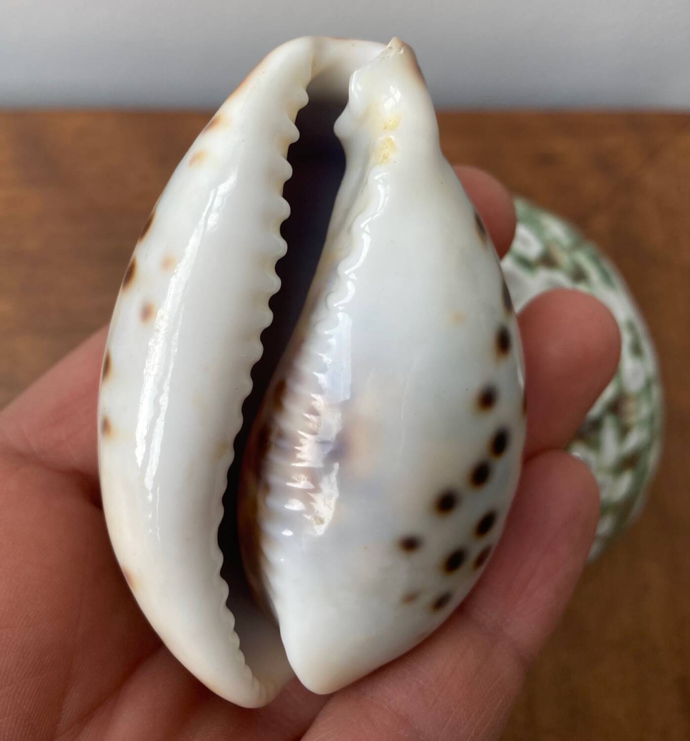 80s Seashell Set