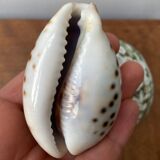 80s Seashell Set