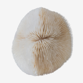 Ancient white coral