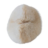Corail blanc ancien