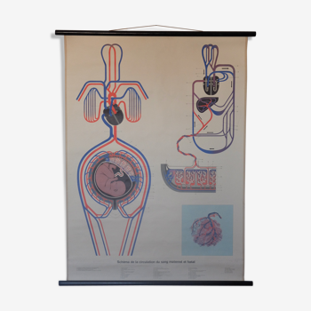Affiche scolaire la circulation du sang maternel et foetal 1962 Jeulin