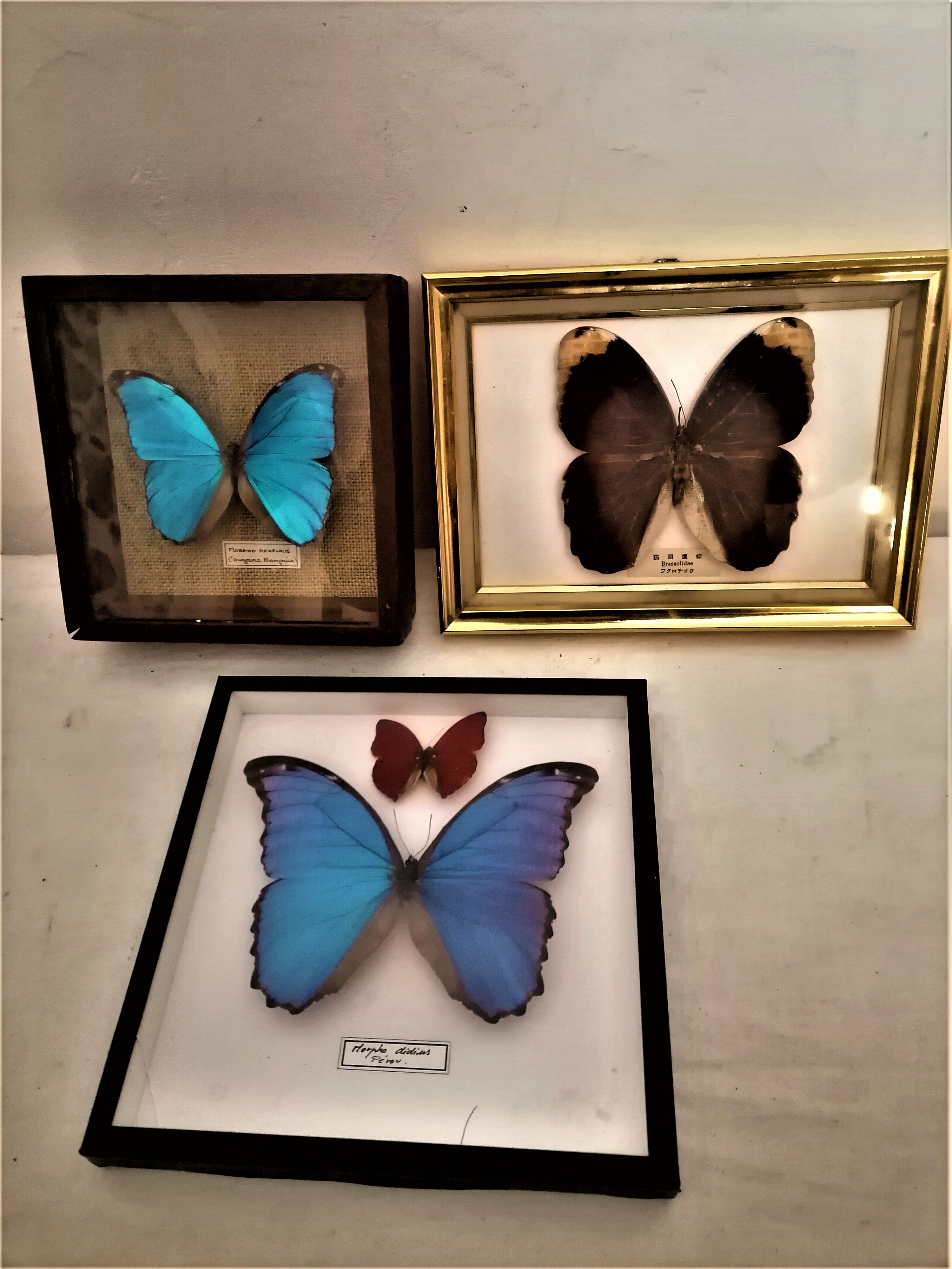 3 stuffed butterflies