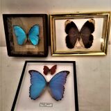 3 stuffed butterflies