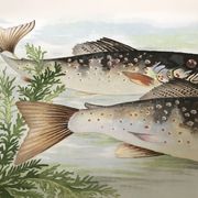 Digoin & Sarreguemines dish