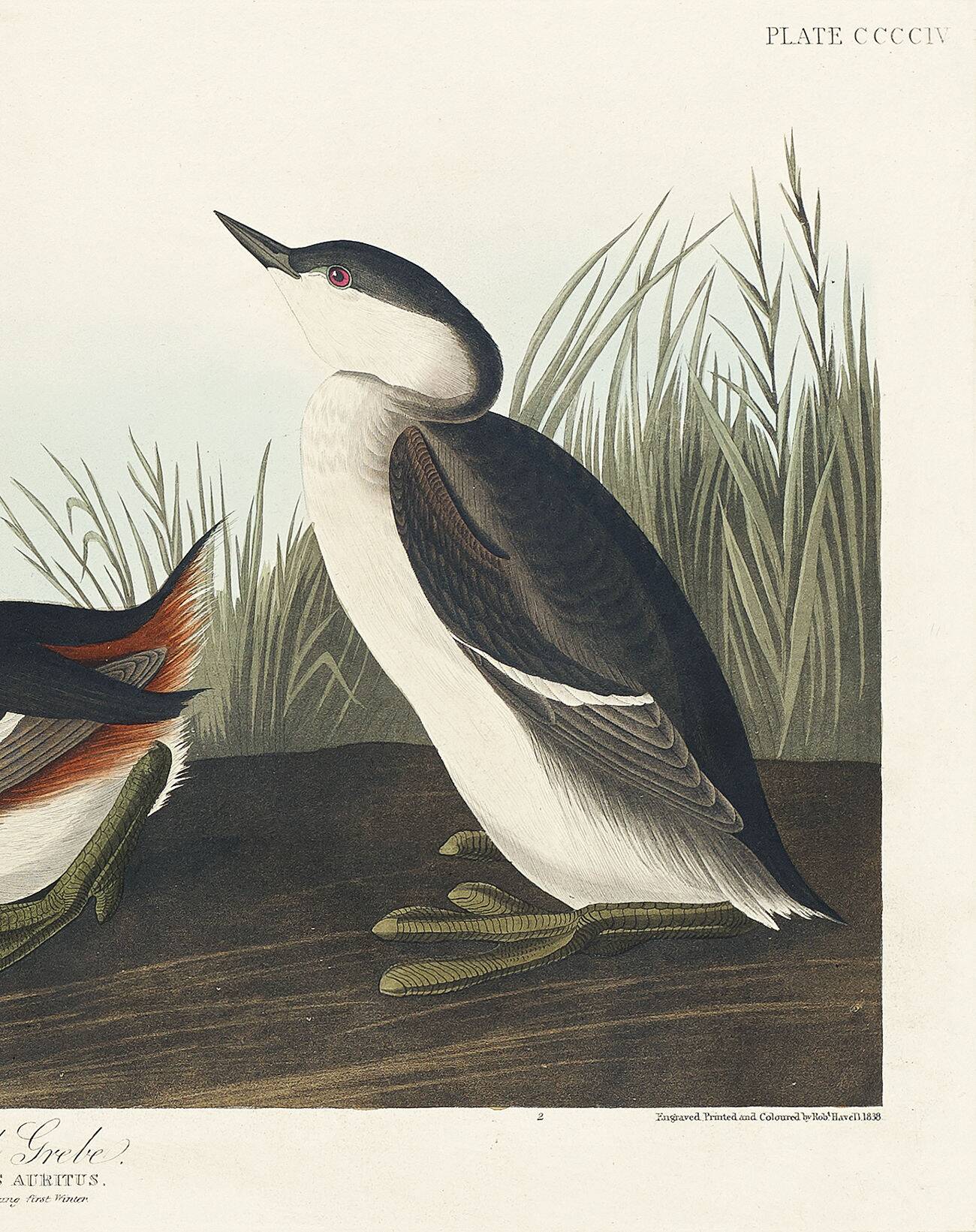 Poster about the black-necked grebe, based on an old engraving from 1827.