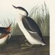 Poster about the black-necked grebe, based on an old engraving from 1827.