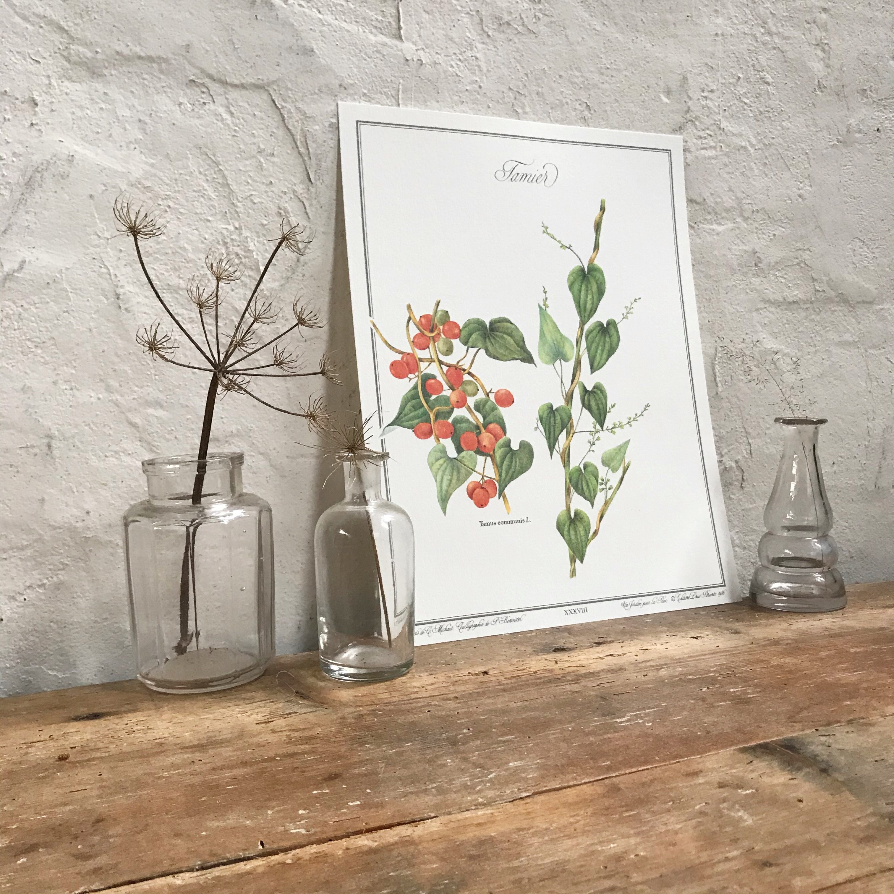 Botanical board the Tamier