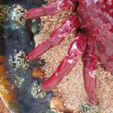 Trompe l'oeil slip dish