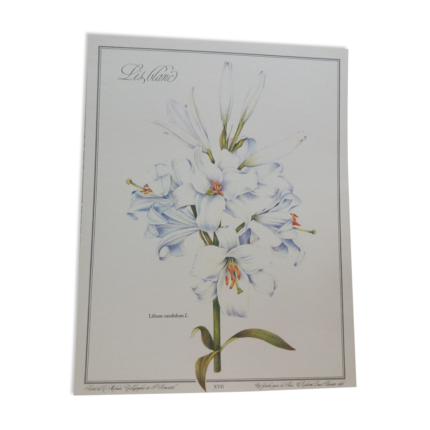 Lys white botanical board