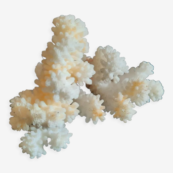 Ancient coral