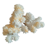 Ancient coral