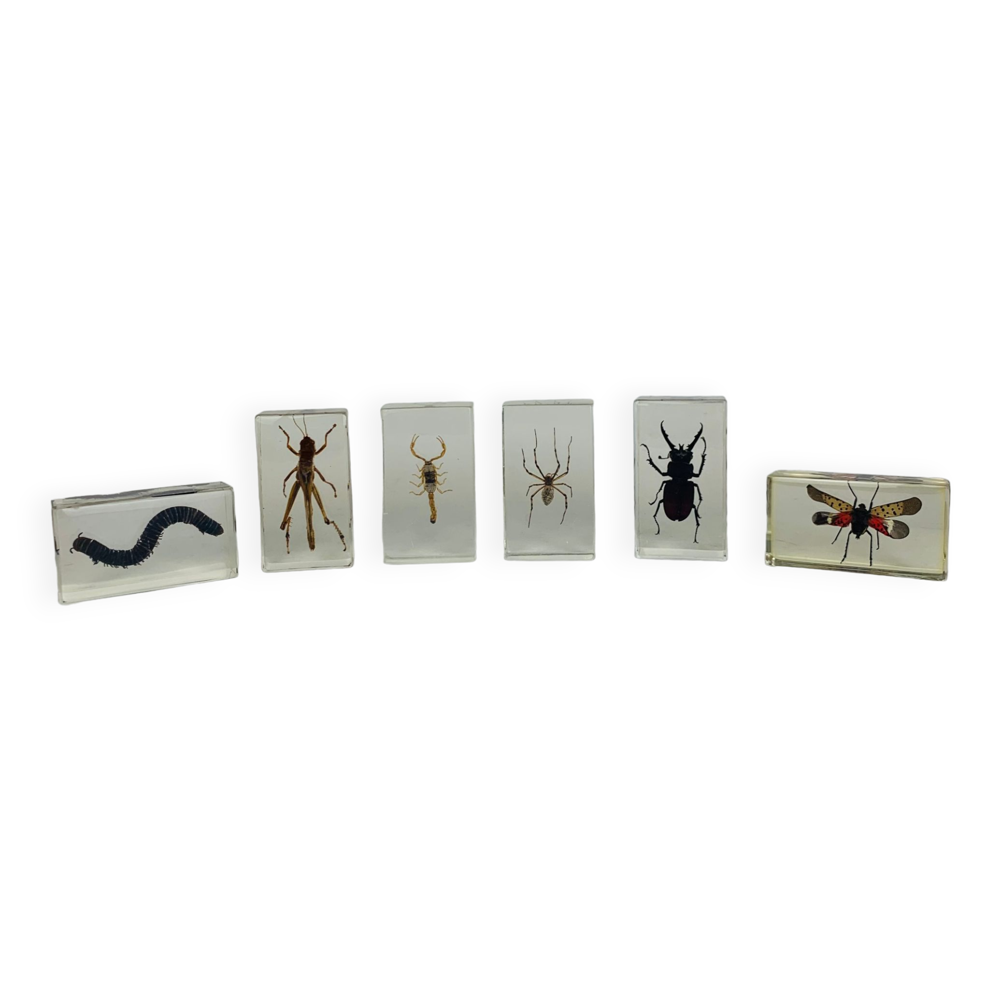 Set of 6 insects inclusion in resin