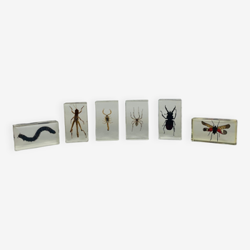 Set of 6 insects inclusion in resin