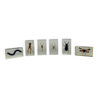 Set of 6 insects inclusion in resin