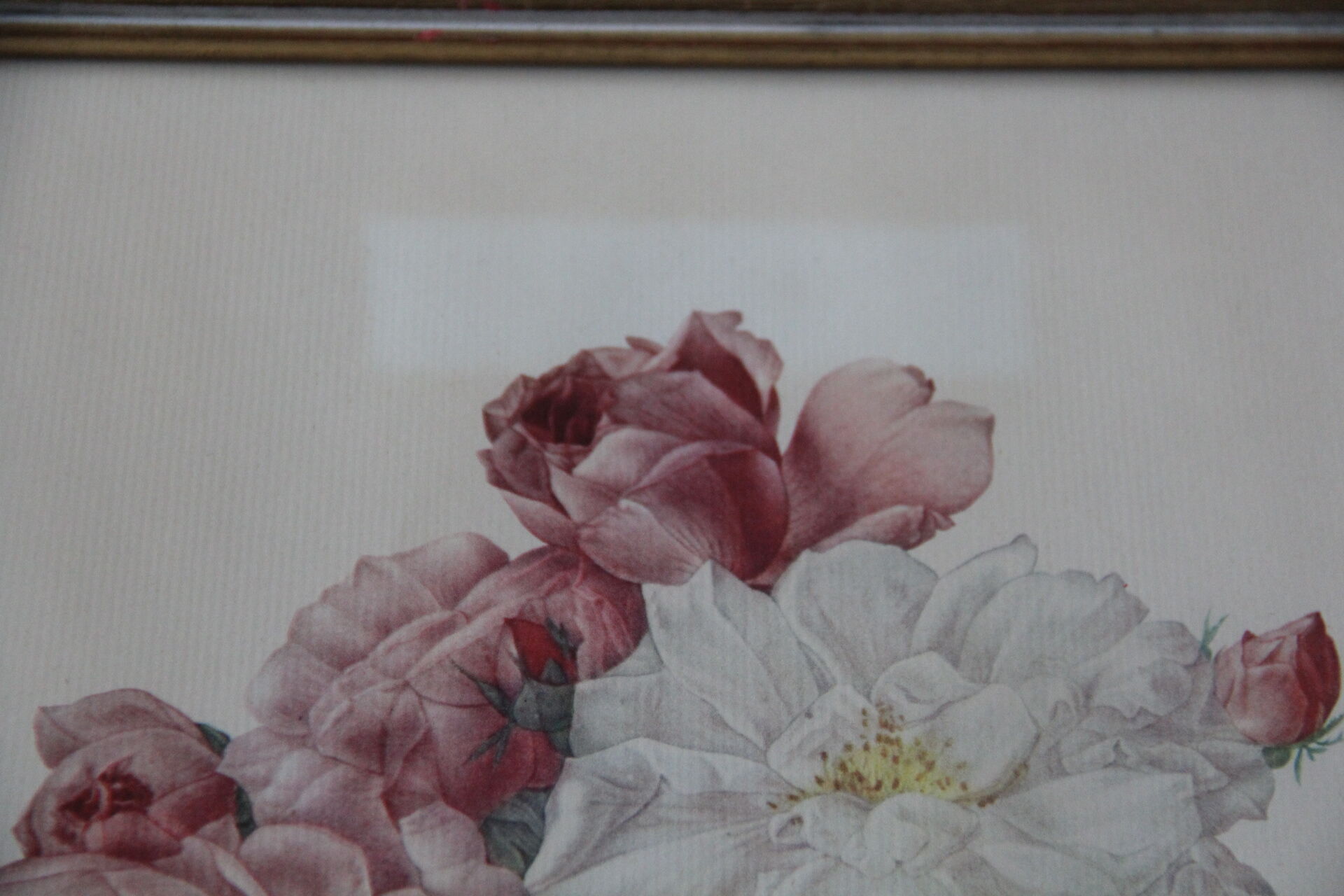 Framed engraving by P.J. Redouté Rosier de Cels