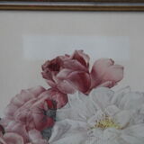 Framed engraving by P.J. Redouté Rosier de Cels