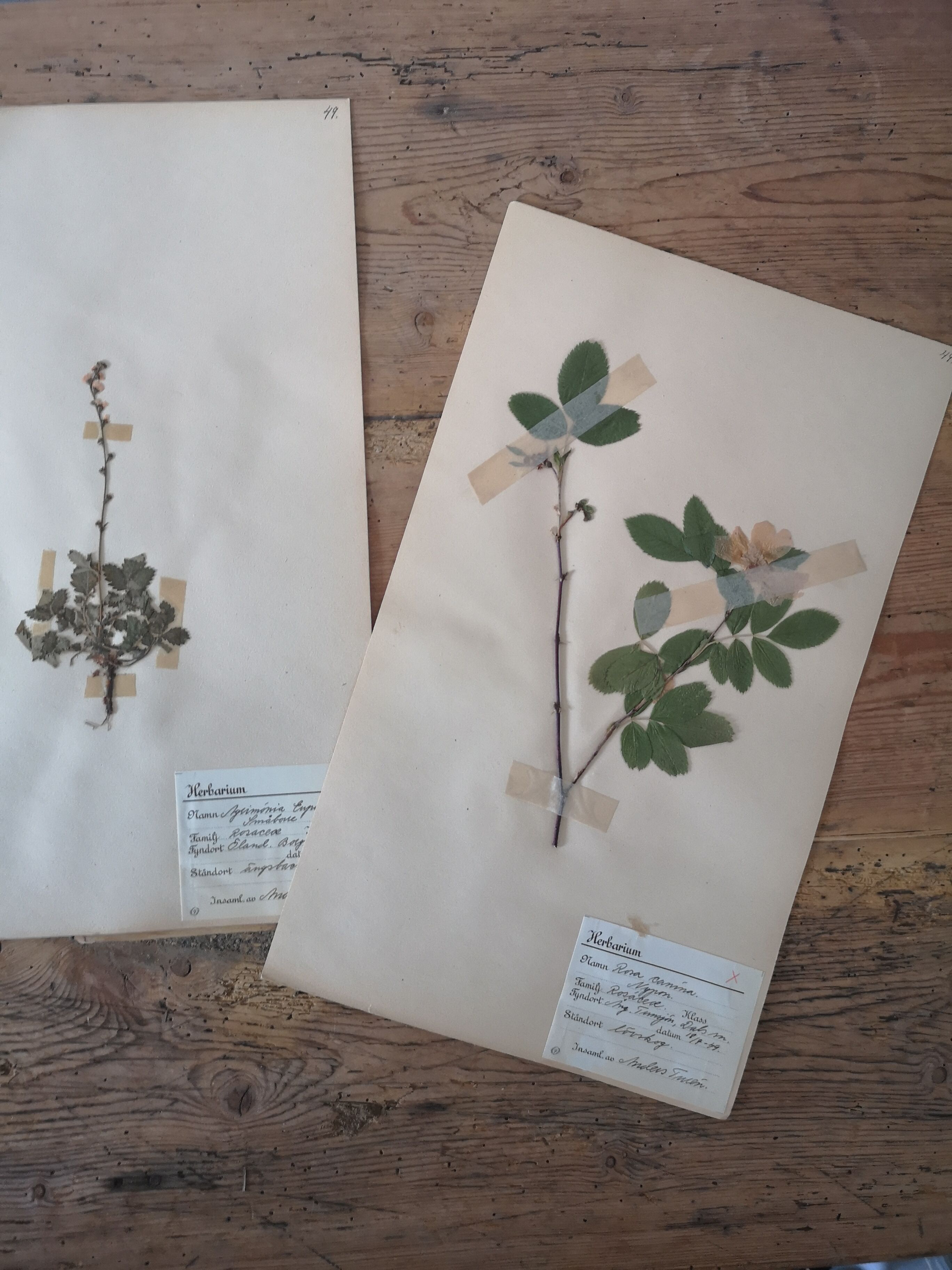 Anders's herbarium - ancient Swedish herbarium boards