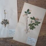 Anders's herbarium - ancient Swedish herbarium boards