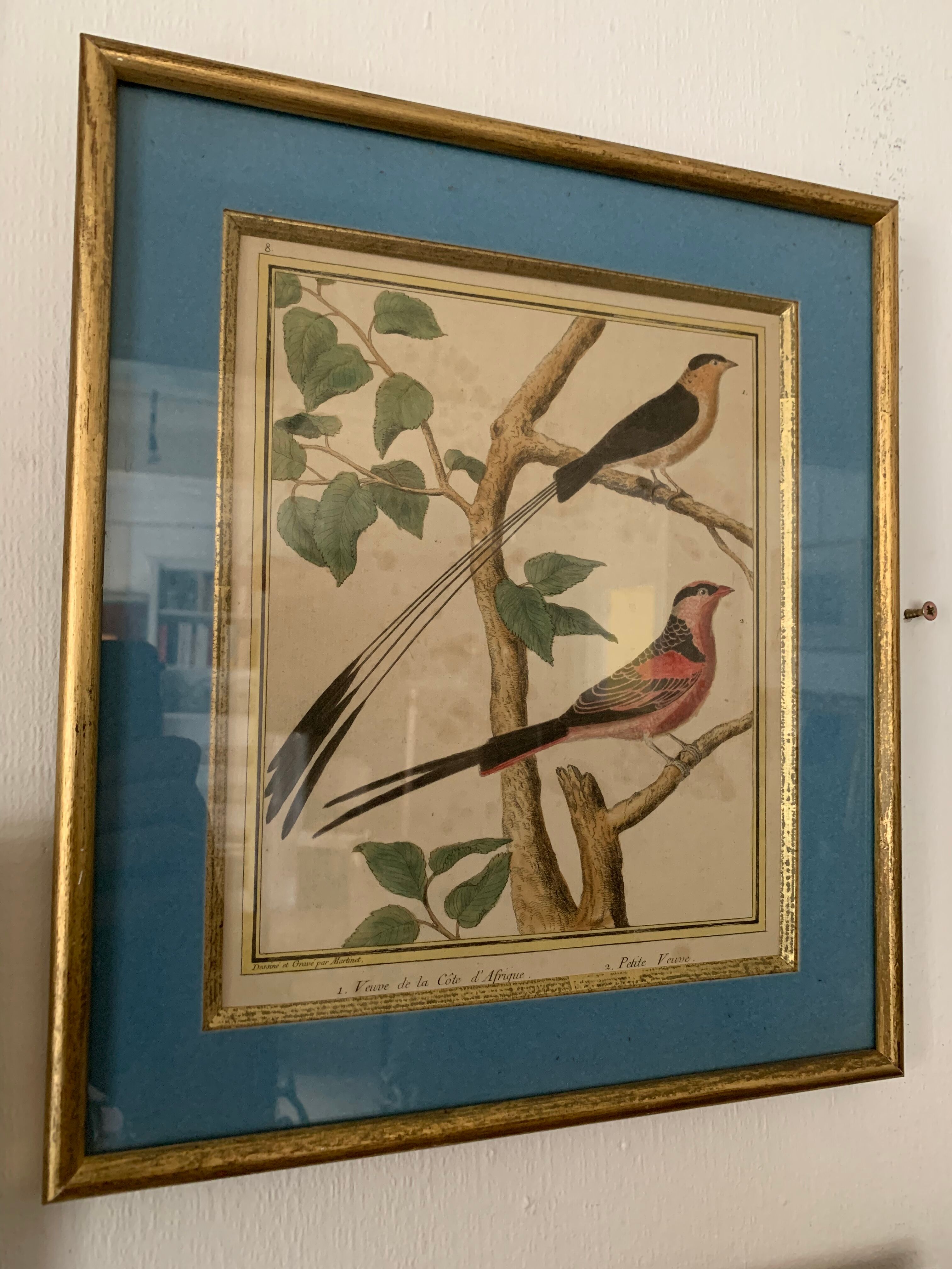 Set of 7 bird engravings