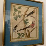 Set of 7 bird engravings