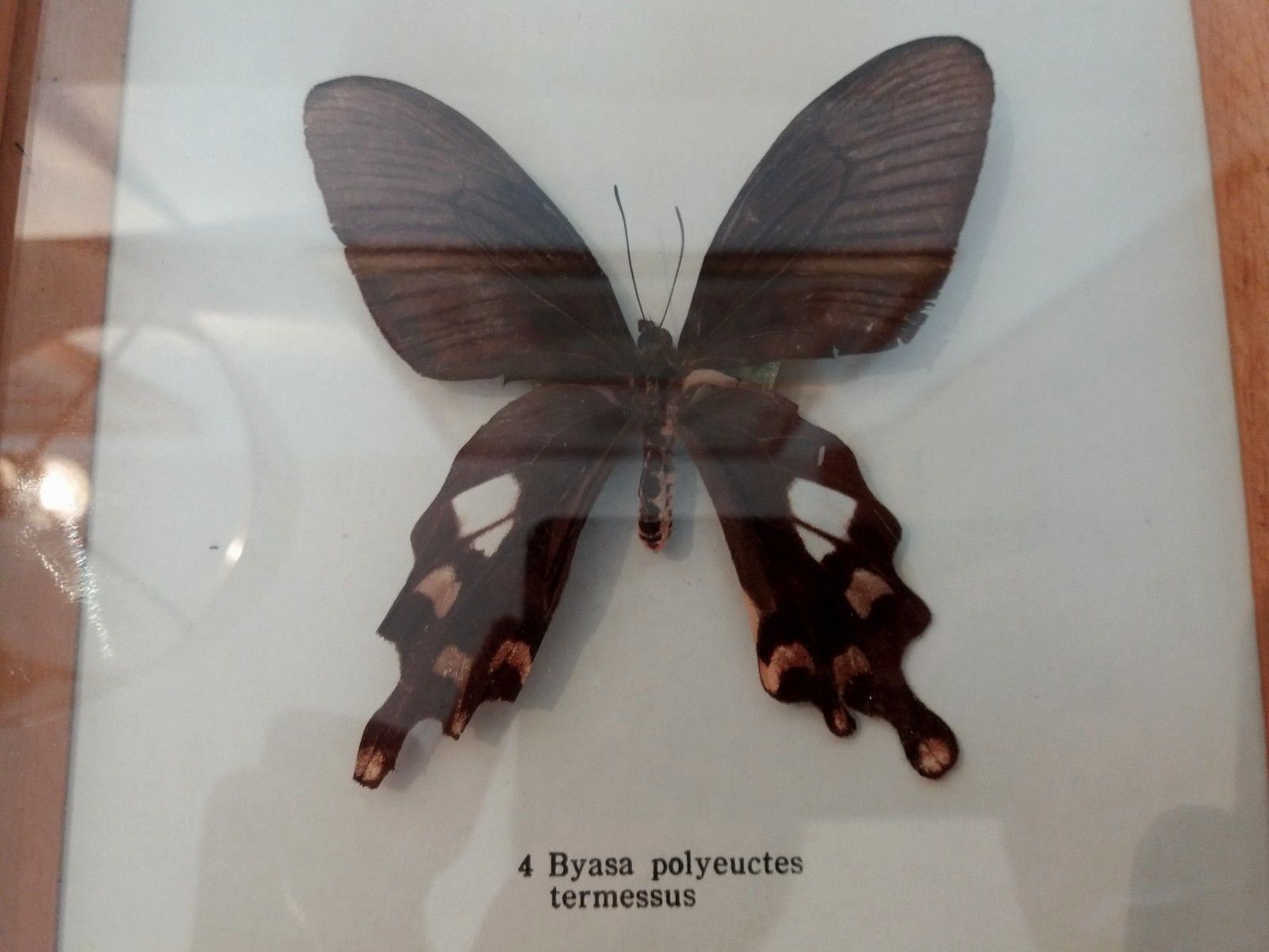 Butterfly frame with byasa polyeuctes termessus