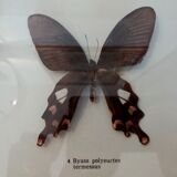 Butterfly frame with byasa polyeuctes termessus
