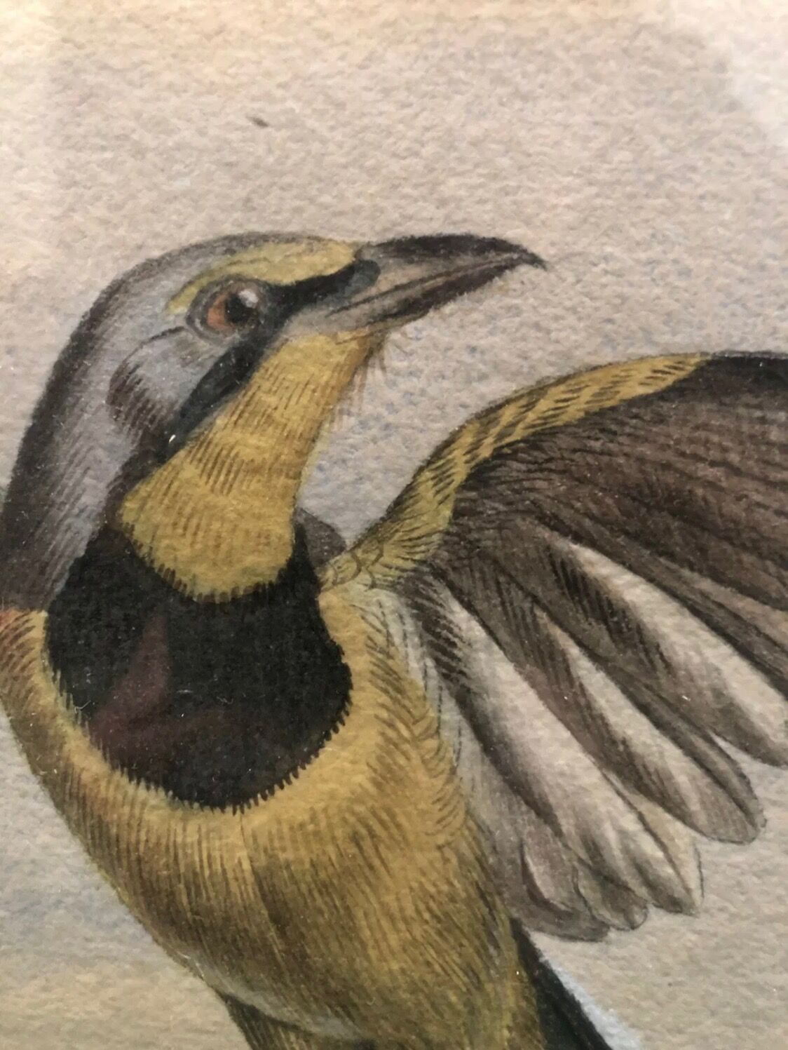 Painting old bird Ornithology nineteenth 1862