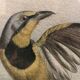 Painting old bird Ornithology nineteenth 1862