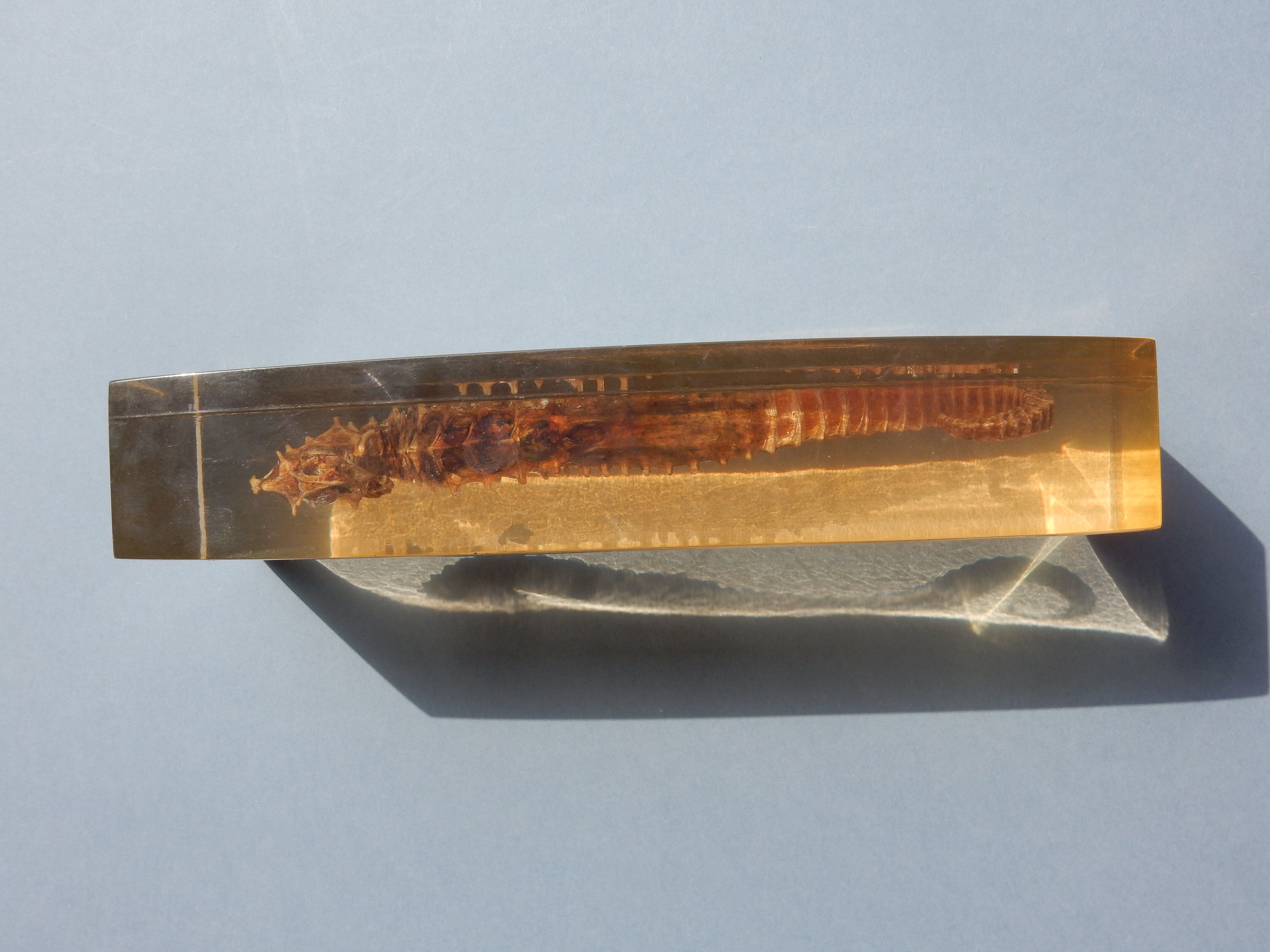 Hippocampus in taxidermy inclusion in resin block