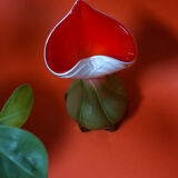 Vase arum - soliflore
