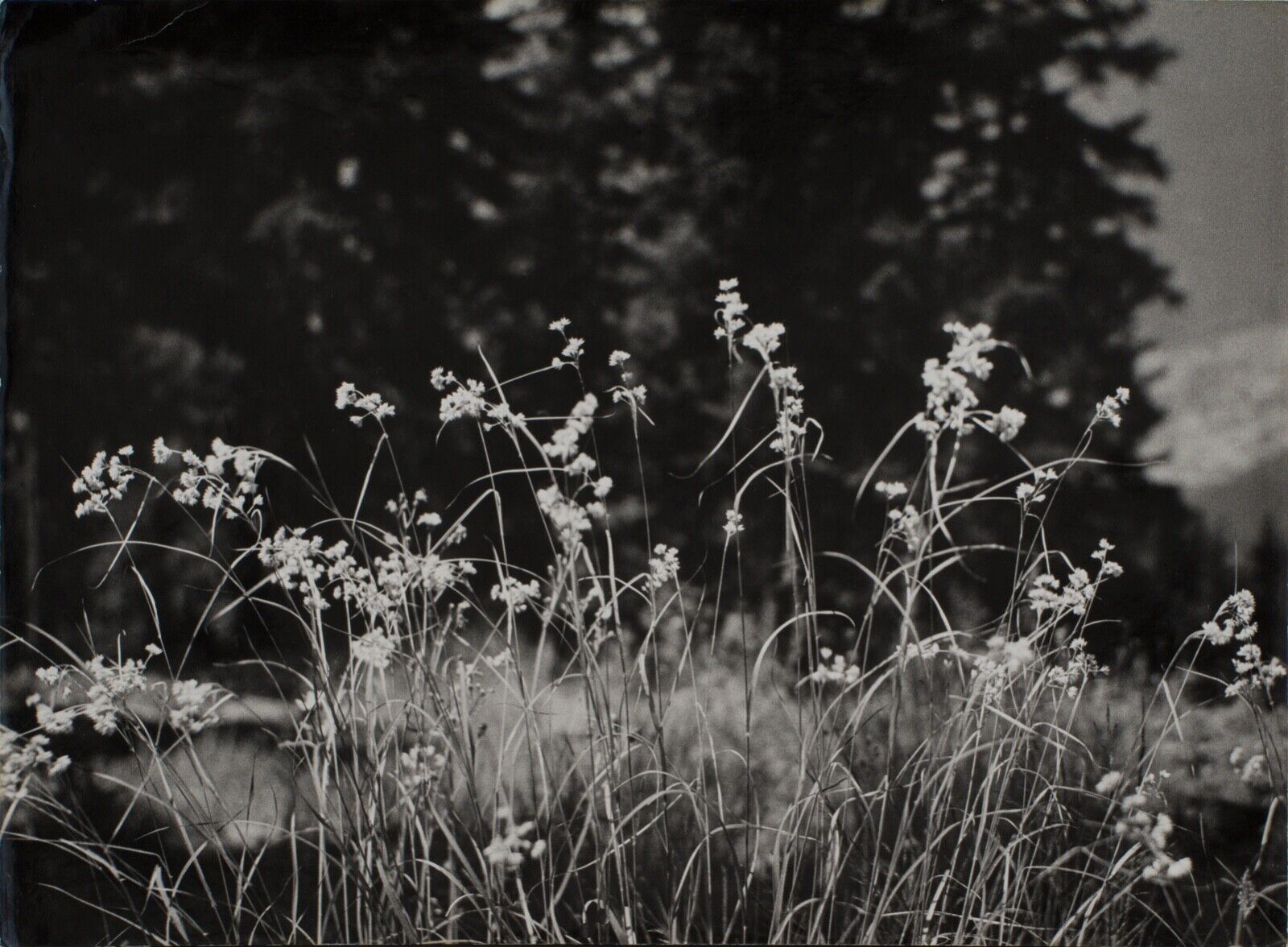 Film photography Bernard Darot Grasses Flowers XXth