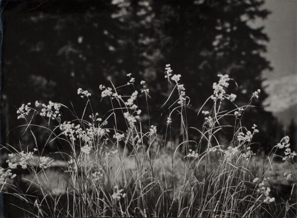 Photographie argentique Bernard Darot Graminées Fleurs XXe