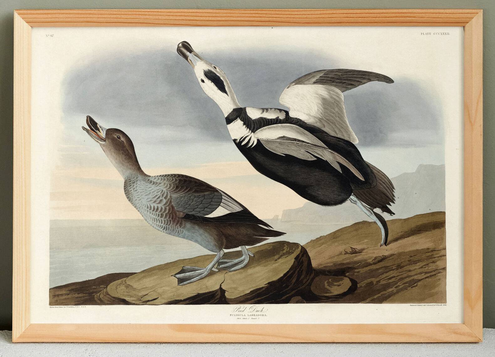 Poster about “the Long-tailed Duck”, after an old engraving