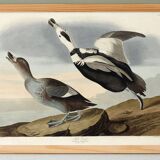 Poster about “the Long-tailed Duck”, after an old engraving