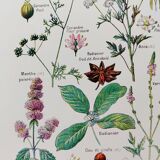 Poster on digestive plants, based on a 1928 lithograph