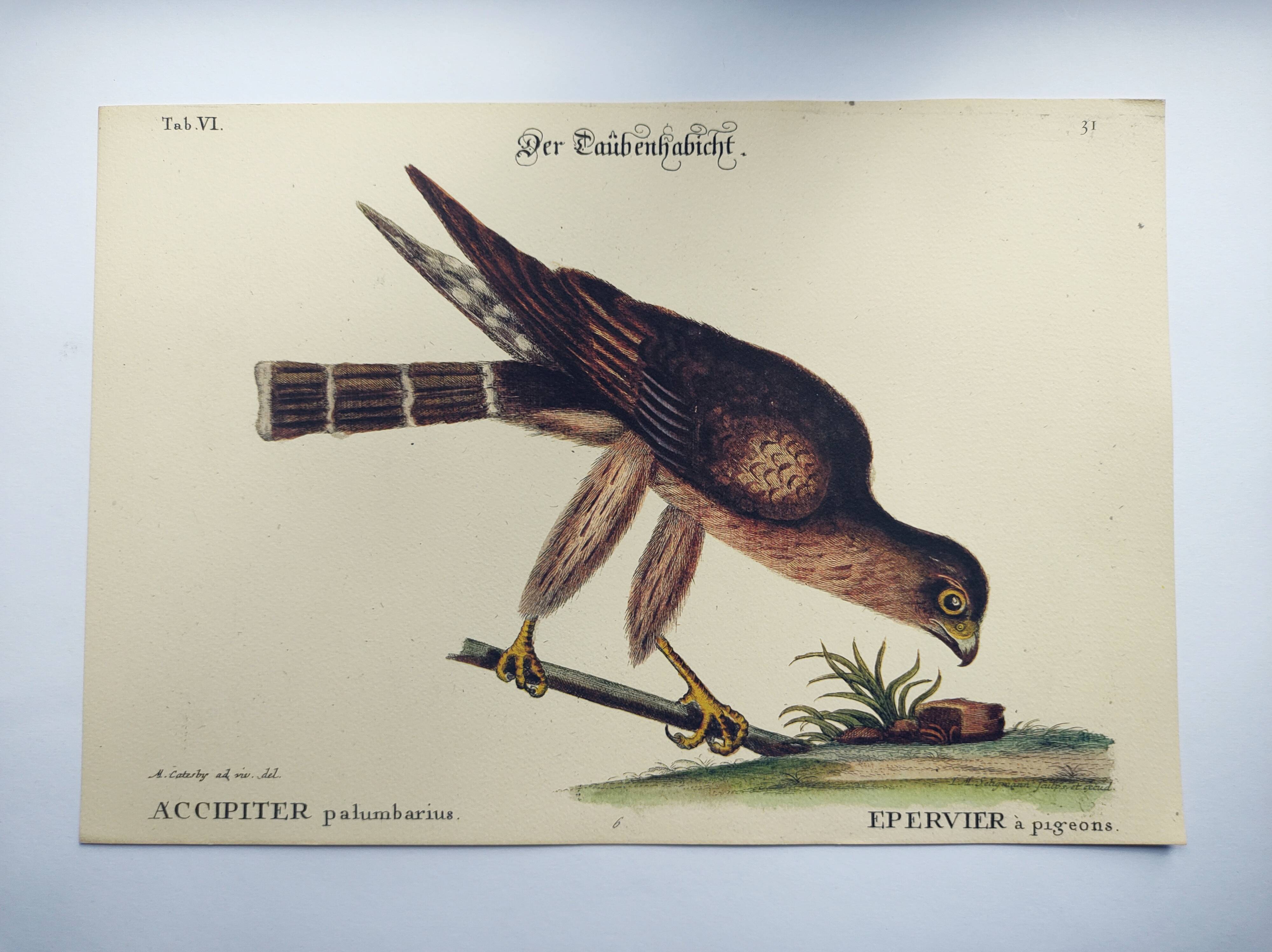 Vintage bird engraving - Hawk - Old animal board by Seligmann & Catesby
