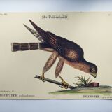 Gravure Vintage oiseau -Épervier- Planche ancienne animal de Seligmann & Catesby